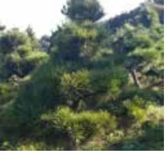 현수농원조경 대표수종 직간(조형)소나무