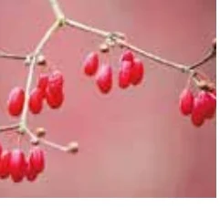 김홍표농장 대표수종 산수유